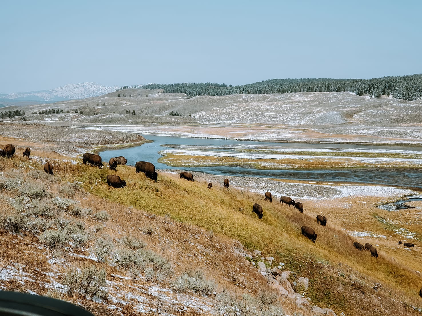 Bizons spotten in Yellowstone