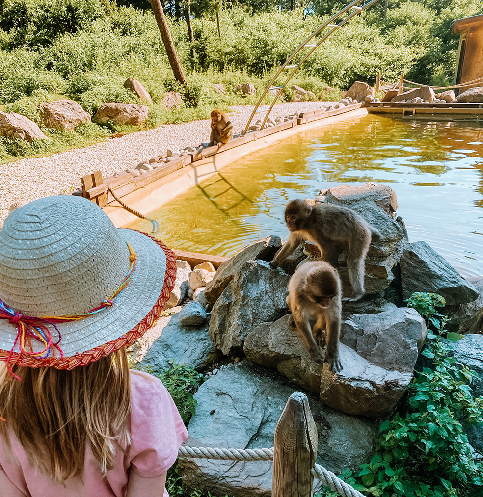Rondleiding langs makaken in dierenpark Affenberg in Villach