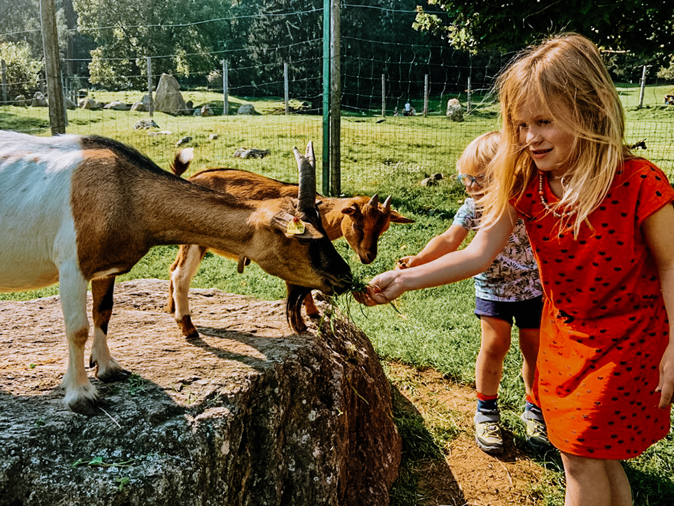 Kinderen voeren geiten in Alpen Wildpark Feld am See