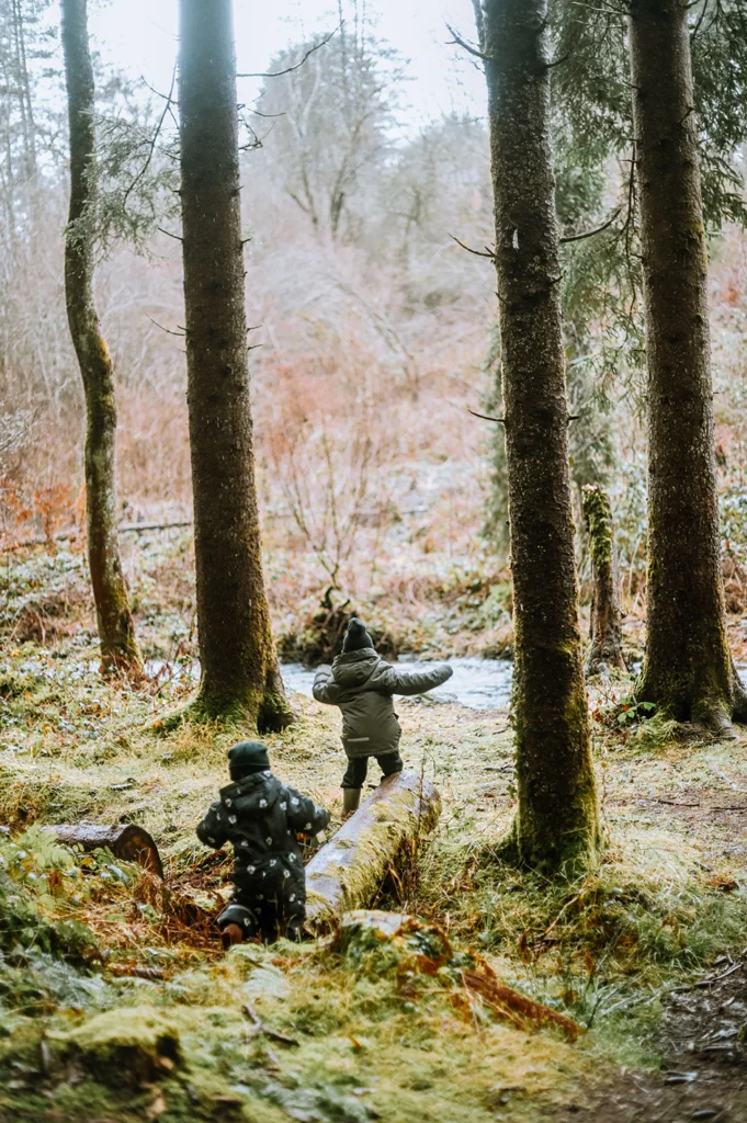 Bos in de regio de Morvan in Frankrijk