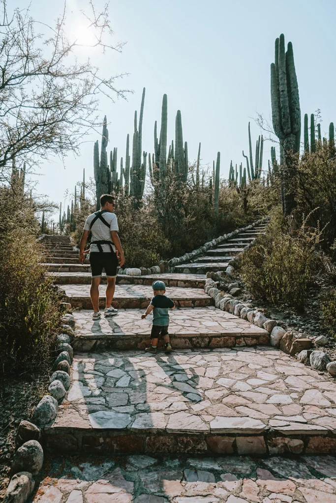 Bioreservaat Tehuacan tijdens de rondreis Mexico 