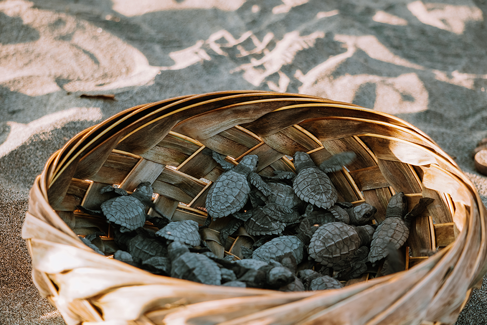 Schildpadjes in de zee laten gaan op het strand van Zipolite