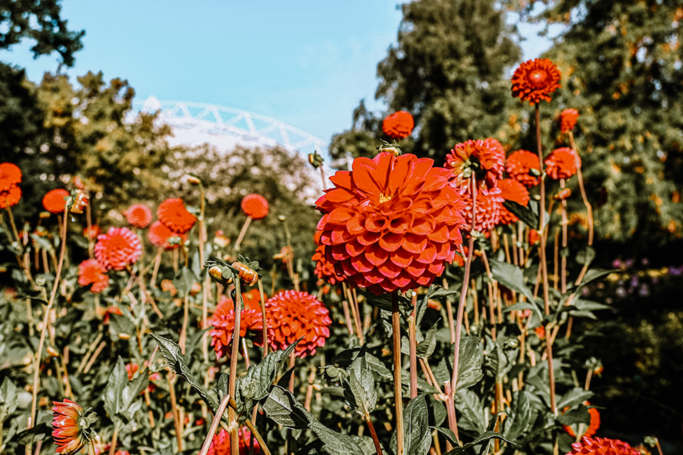 Bloeiende Dahlia's in het Grugapark in het Duitse Ruhrgebied dat wij bezochten met kinderen