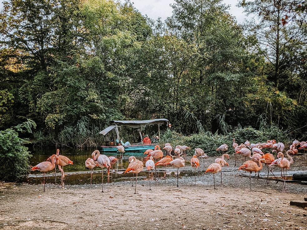 Pelikanenverblijf in Erlebnis Zoo Hannover