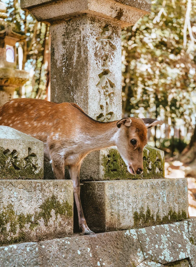 Nara, Japan - overal herten