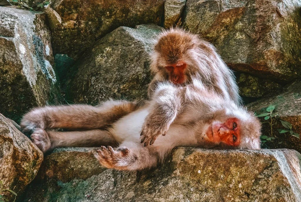 Japanse snowmonkey's in de zomer