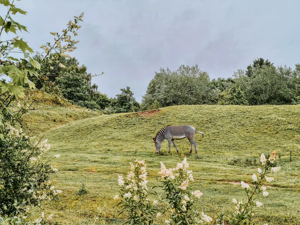 Dvůr Králové Zoo
