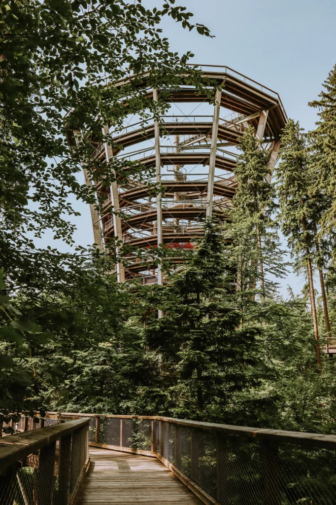 Het trechtervormige boomkroonpad Timber Trail in het Reuzengebergte